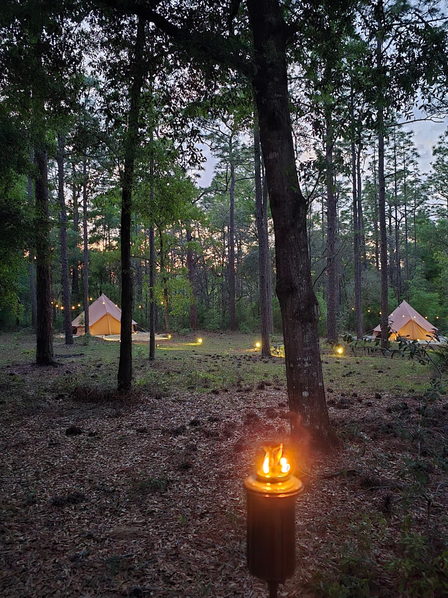 Canvas tents lit at dusk in the pines