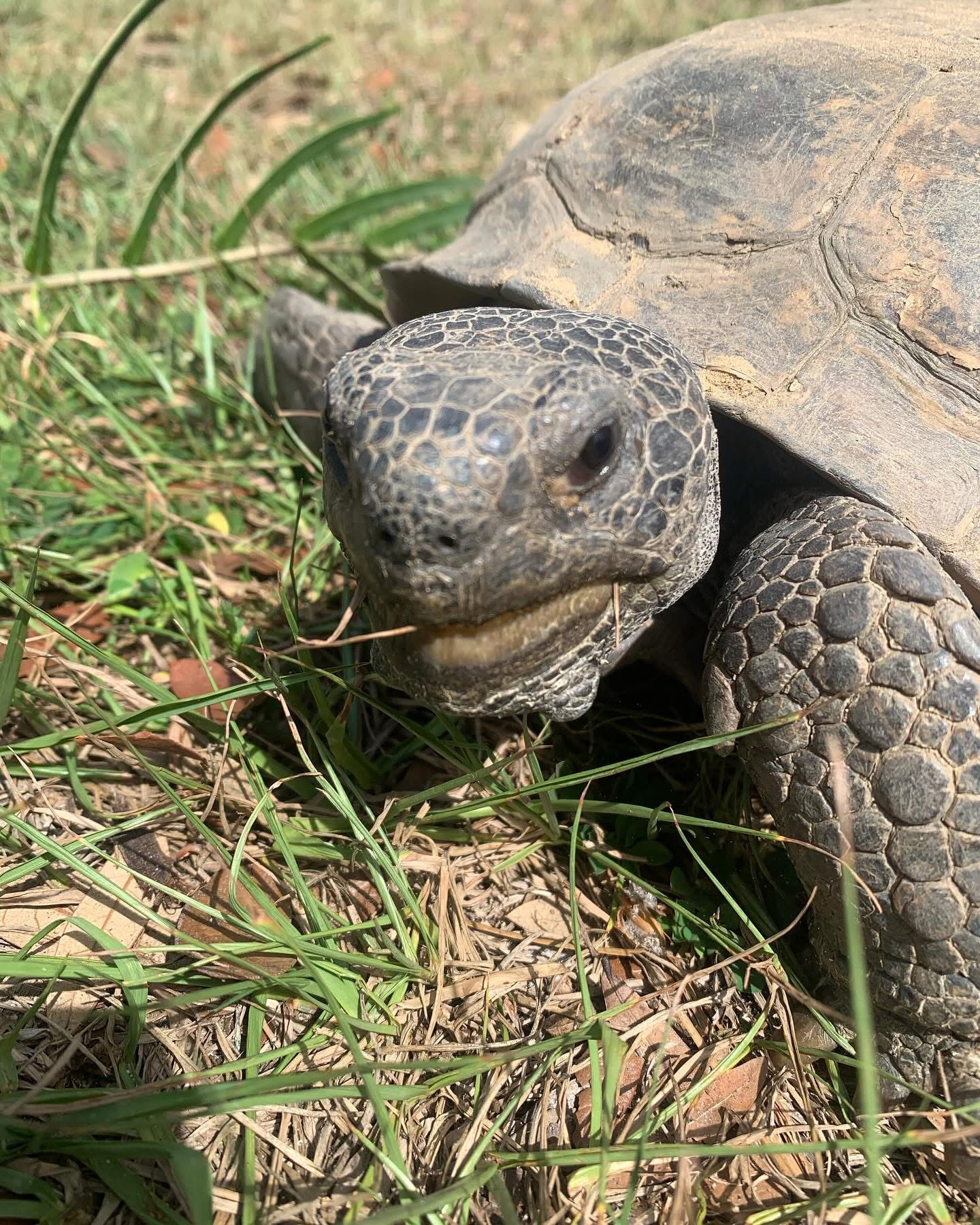 A gopher tortoise on the grounds at Full Circle Retreats