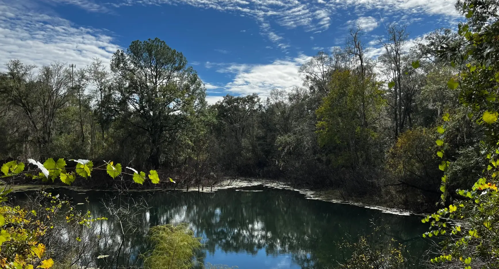 Open water in the forest near Full Circle Retreats
